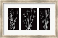 Three Rushes Fine Art Print