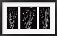 Three Rushes Fine Art Print