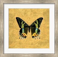 Butterfly on Gold Fine Art Print