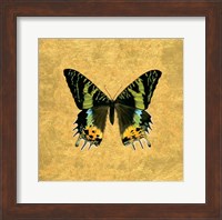 Butterfly on Gold Fine Art Print