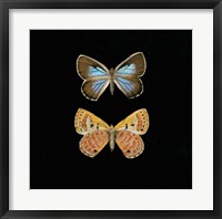 Pair of Butterflies on Black Fine Art Print