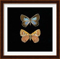 Pair of Butterflies on Black Fine Art Print