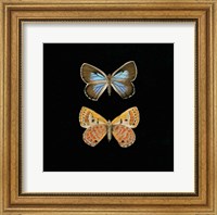 Pair of Butterflies on Black Fine Art Print