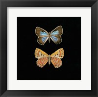 Pair of Butterflies on Black Fine Art Print