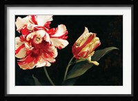 Resplendent Fine Art Print