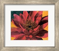 Red Water Lily Fine Art Print
