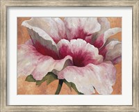 Pink Begonia Fine Art Print