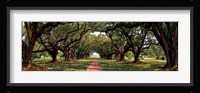 Enchanted Oaks Fine Art Print