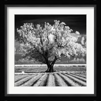 Daydream Fine Art Print