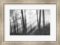 Mystical Forest & Sunbeams Fine Art Print