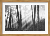 Mystical Forest & Sunbeams Fine Art Print
