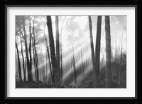 Mystical Forest & Sunbeams Fine Art Print