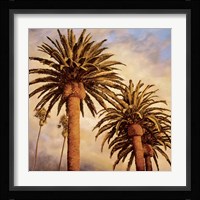 Fog Over Canary Palms Fine Art Print