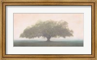 Oak in the Fog Fine Art Print