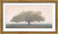 Oak in the Fog Fine Art Print
