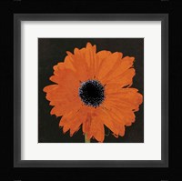 Midnight Gerbera I Fine Art Print