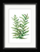 Wild Greens II Fine Art Print