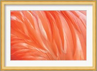 Danza de la Pluma Fine Art Print