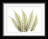 Woodlands II Framed Print