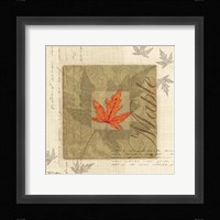 Maple Framed Print