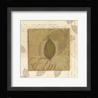 Elm Framed Print