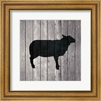 Barn Sheep Fine Art Print