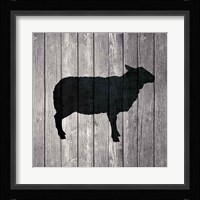 Barn Sheep Framed Print