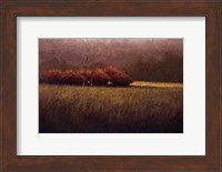 Young Maples Fine Art Print