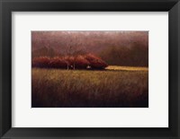 Young Maples Fine Art Print