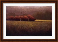 Young Maples Fine Art Print