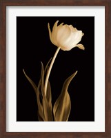 Classic Beauty Fine Art Print