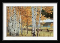 Birch Beauty Fine Art Print