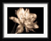 Double Dappled II Framed Print