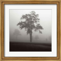 Fog Tree Study I Fine Art Print