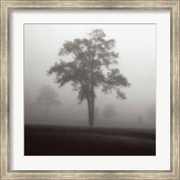 Fog Tree Study I Fine Art Print