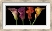 Jewel Calla Lilies Fine Art Print
