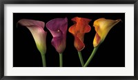 Jewel Calla Lilies Fine Art Print
