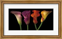 Jewel Calla Lilies Fine Art Print