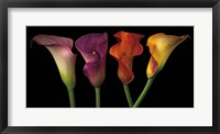 Jewel Calla Lilies Fine Art Print