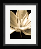 Radiance III Framed Print