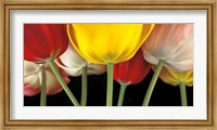 Sunshine Tulips Fine Art Print