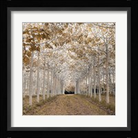 White Gold Framed Print