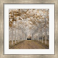 White Gold Fine Art Print