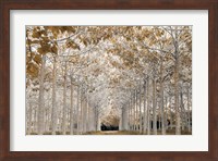 White Gold Fine Art Print