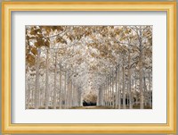 White Gold Fine Art Print