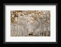 White Gold Fine Art Print