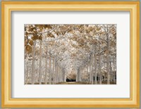 White Gold Fine Art Print