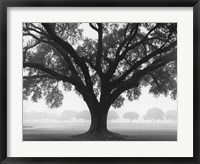 Silhouette Oak Fine Art Print
