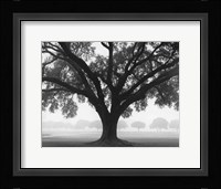 Silhouette Oak Fine Art Print