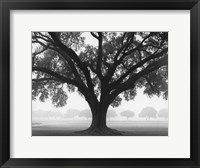 Silhouette Oak Fine Art Print